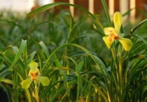 国兰是指什么兰花