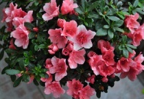 杜鹃花剪枝怎么剪视频