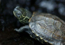 草龟眼睛肿了怎么办？