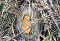 胶桶诱蜂技巧及注意事项 附诱蜂原理