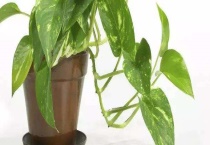 绿萝和万年青的区别？ 详细介绍