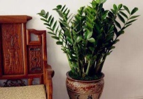 公司适合放什么绿植