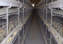 鸡笼子怎么做 不同阶段的鸡所需的鸡笼大小不同