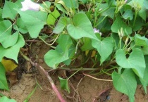 红薯种植时间和多久？