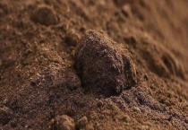 黏质土壤的特点是什么 种植什么比较好