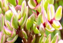 雅乐之舞掉叶子怎么办 掉叶的原因及解决办法