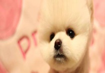 茶杯犬幼犬怎么养？茶杯犬吃什么？