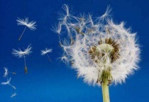 甫公英长什么样