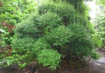 日本吊钟可以养多久？