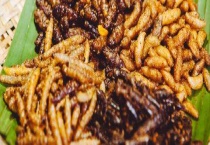 竹虫吃什么饲料