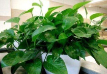 绿箩叶子变黄变软烂