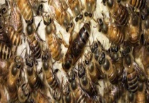 蜂王在王笼中最长能囚多久 为什么要囚禁蜂王