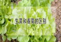 生菜和春菜的区别？