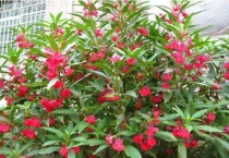 指甲花不开花是什么原因？