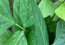 豆角苗长小黑虫怎么办？