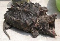 鳄鱼龟吃什么东西为食