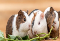 豚鼠如何过冬 有哪些生活习性