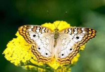 大孔雀蝶的特点