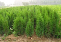 侧柏苗长什么样