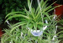 吊兰烂根的土还能用吗？