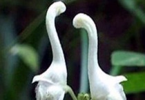 天鹅花有毒吗？