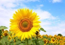 向日葵种子排列是什么螺线