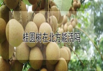桂圆树在北方能活吗？
