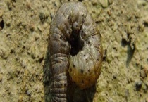 地老虎用什么农药防治 具体怎么使用