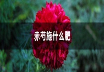 赤芍施什么肥
