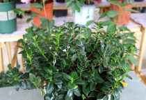 金鱼吊兰剪下来能直接插栽吗？