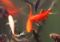 没有鱼饲料给鱼吃什么？