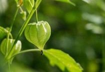 灯笼草和灯笼果的区别？