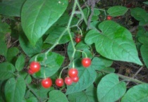 蔓茄是什么植物