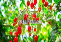 小番茄种子的种植多久？