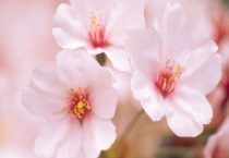 杏花和李花的区别？