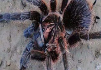 火玫瑰蜘蛛寿命是多长？是否有毒性