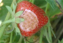 大棚草莓烂果怎么办？