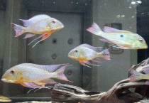 食土鲷能和哪些鱼能混养