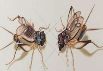 斗蟋蟀的挑选方法 斗蟋蟀培育多久？