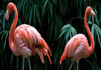 火烈鸟的主要分布地区 其尾巴有什么功能