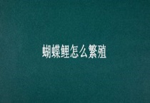 蝴蝶鲤怎么繁殖