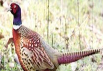 野鸡晚上在什么地方？野鸡会飞吗？