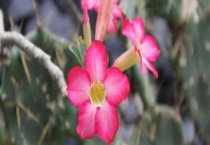 沙漠玫瑰有没有毒？附养殖多久？