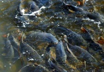 鱼怕水泵噪音吗？