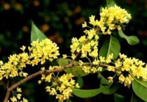 桂花叶子卷曲的原因？