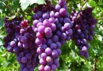 葡萄树几月份移栽成活率高