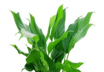 万年青气味有毒吗？