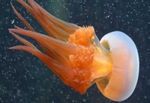 海蜇吃什么食物 会蛰死人吗 品种分类有哪些？