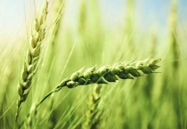 麦穗的寓意和象征是啥