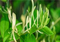 金银花怎么种植多久？